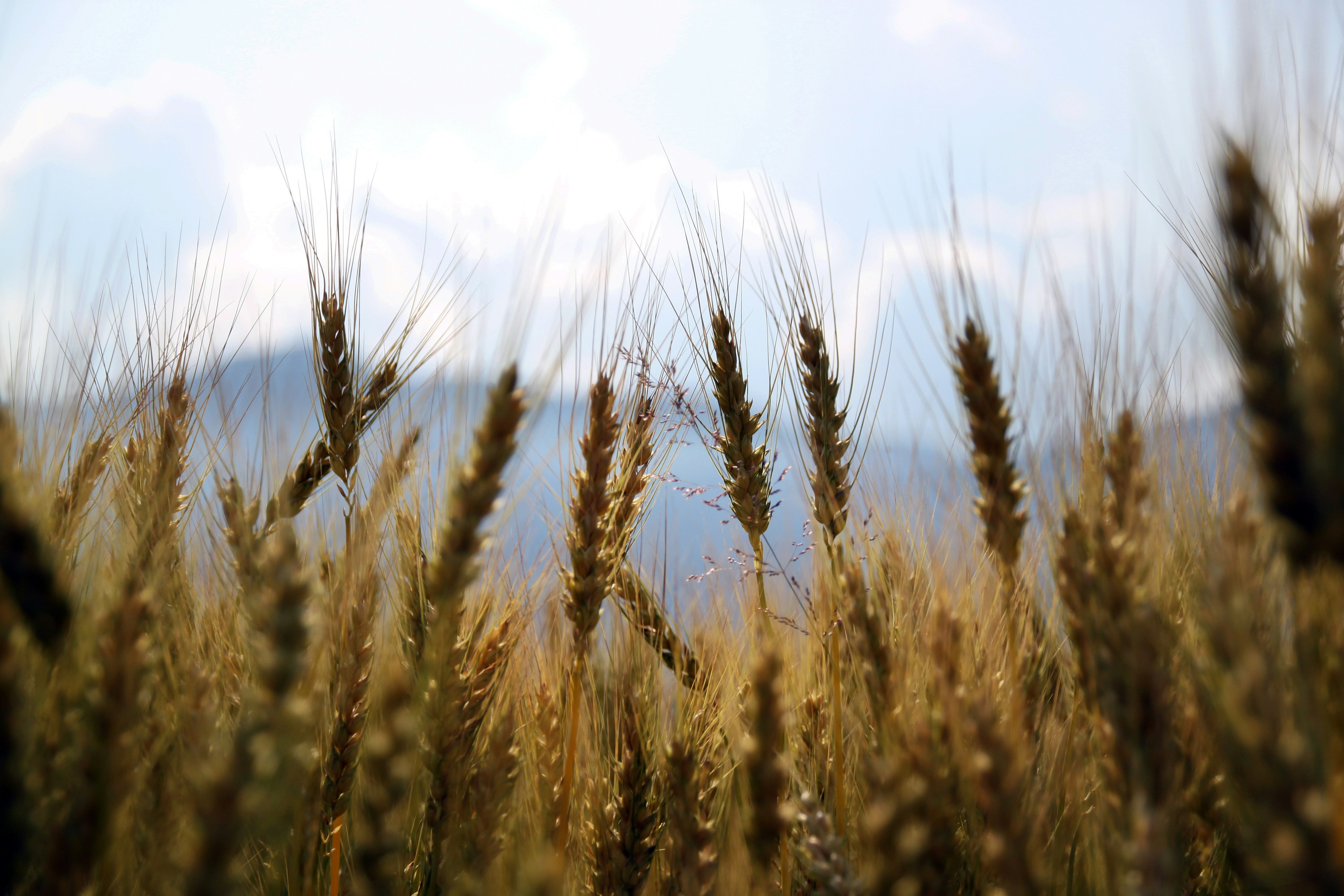 shallow focus photography wheats